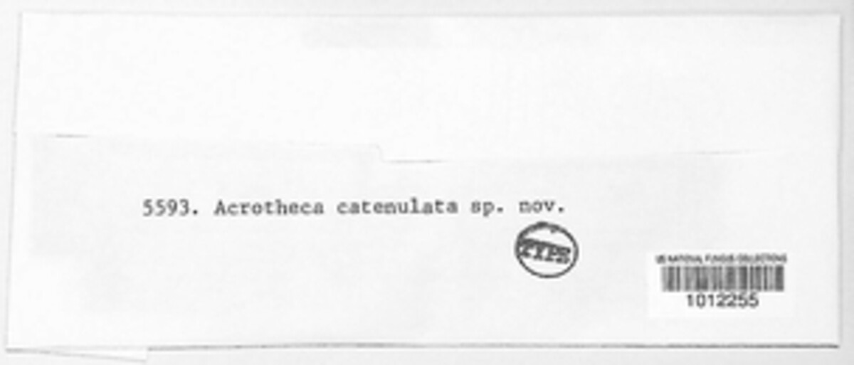 Acrotheca catenulata image